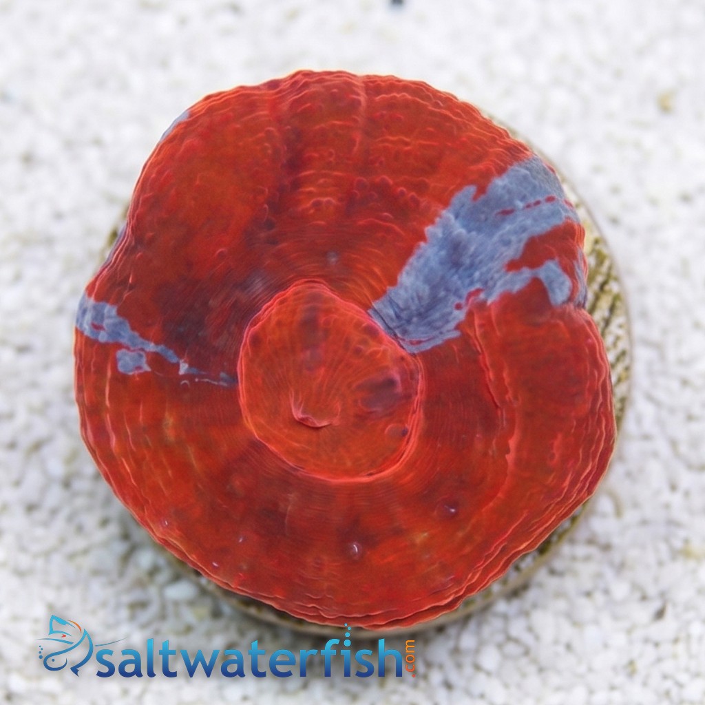 Scoly:"Superman" Red and Blue - Australia