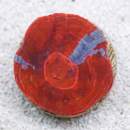 Scoly:"Superman" Red and Blue - Australia