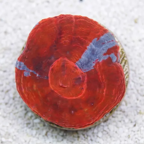 Scoly:"Superman" Red and Blue - Australia