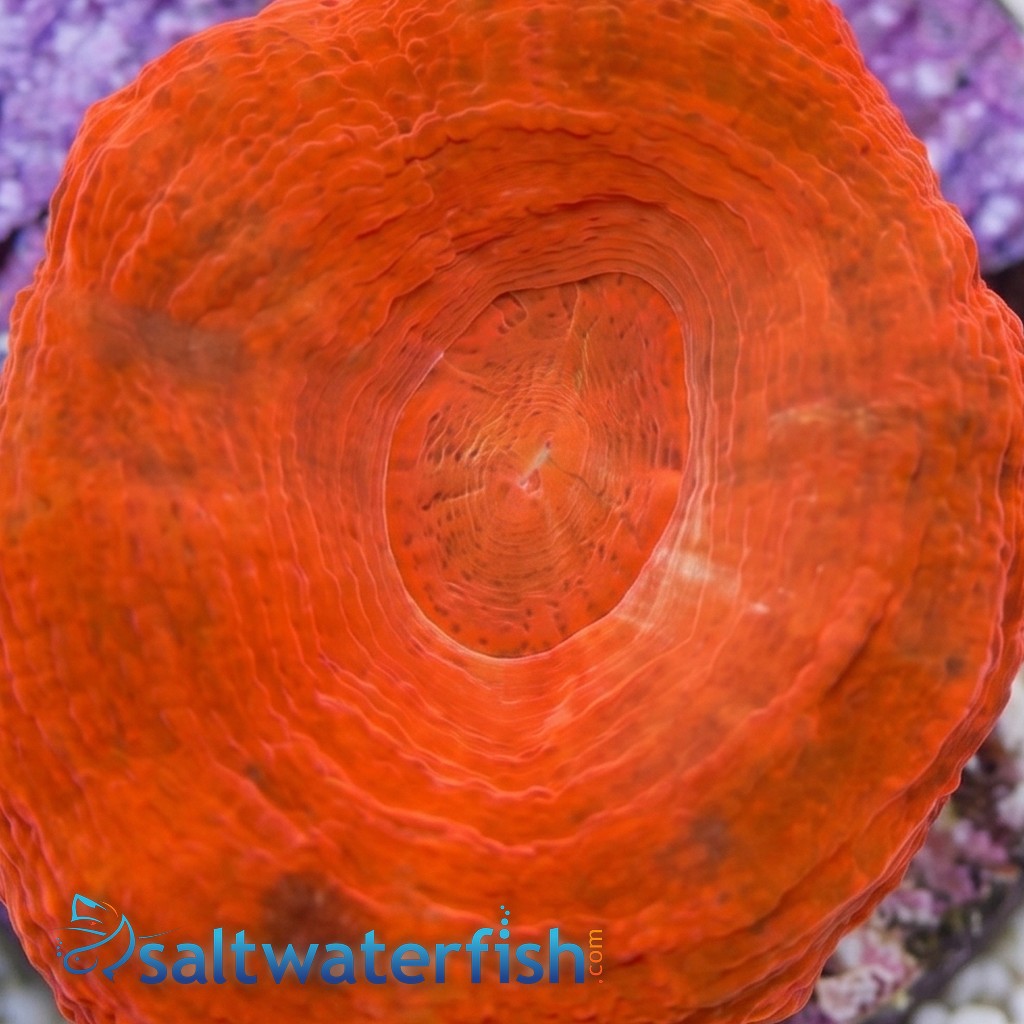 Scolymia: Molten Red - Australia Aquacultured
