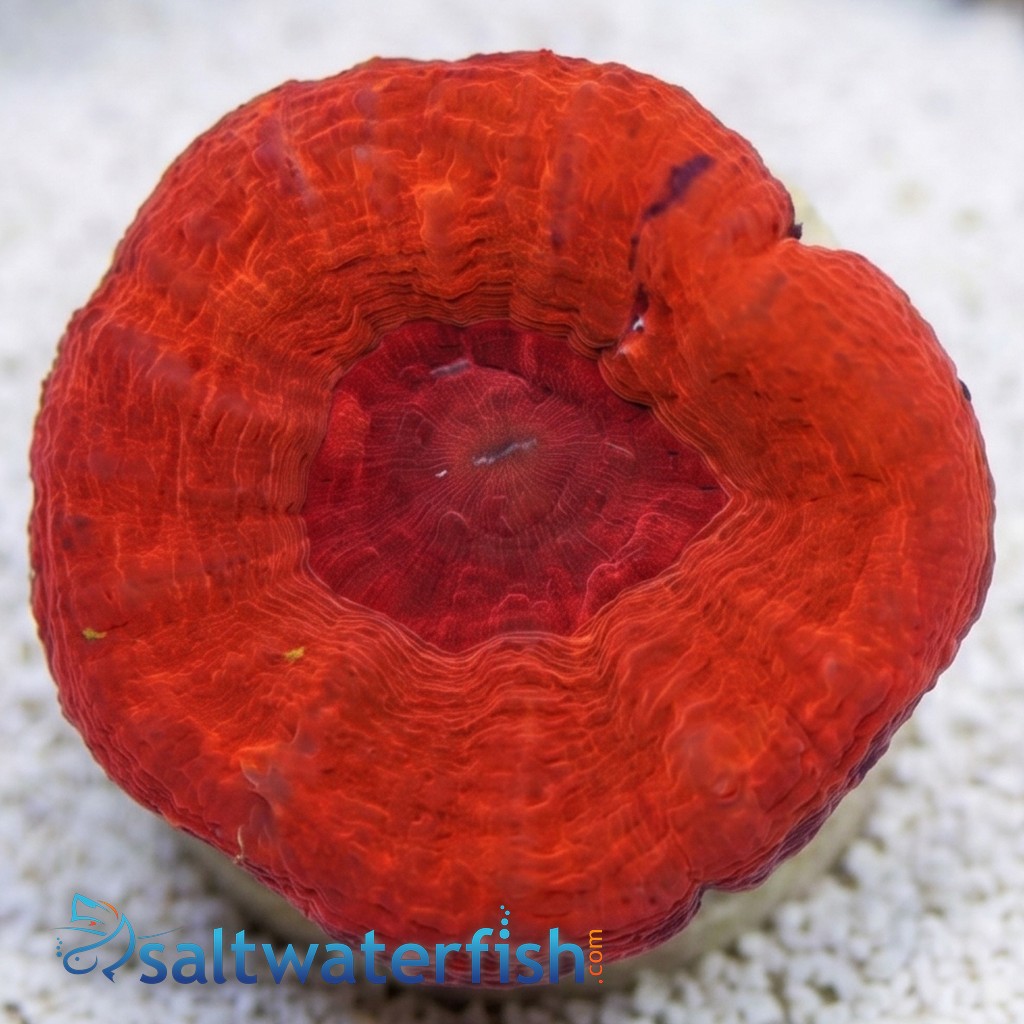 Scolymia: Molten Red - Australia Aquacultured