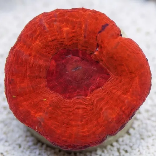 Scolymia: Molten Red - Australia Aquacultured