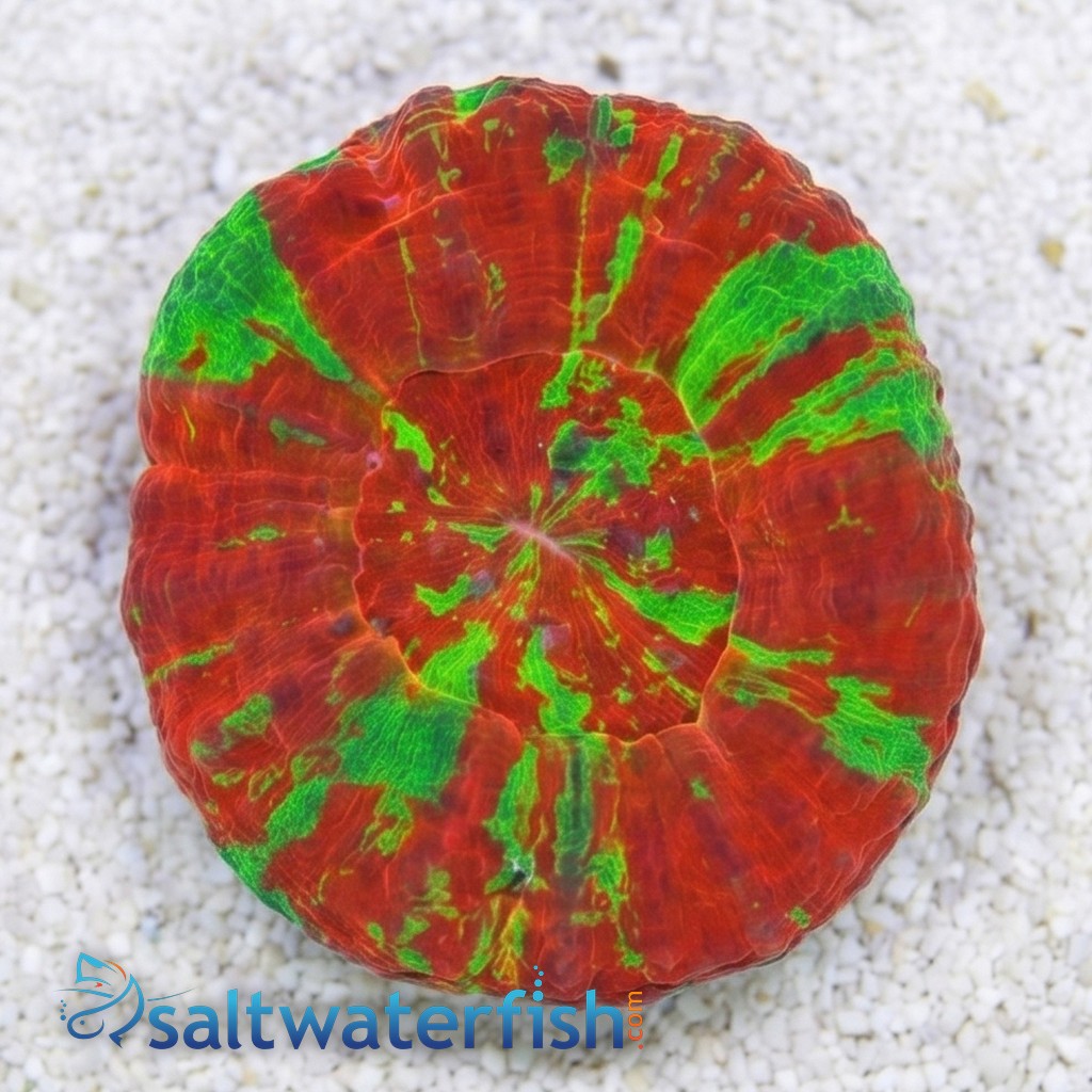 Scolymia "Reverse Toxic Apple" Ultra : Red w/ Green Stripes - Aquacultured