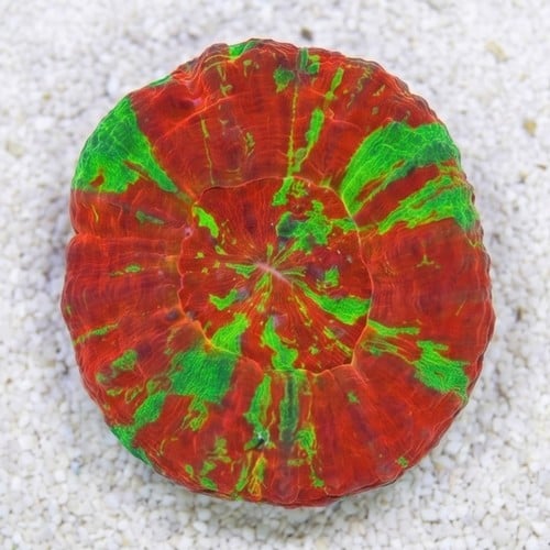 Scolymia "Reverse Toxic Apple" Ultra : Red w/ Green Stripes - Aquacultured