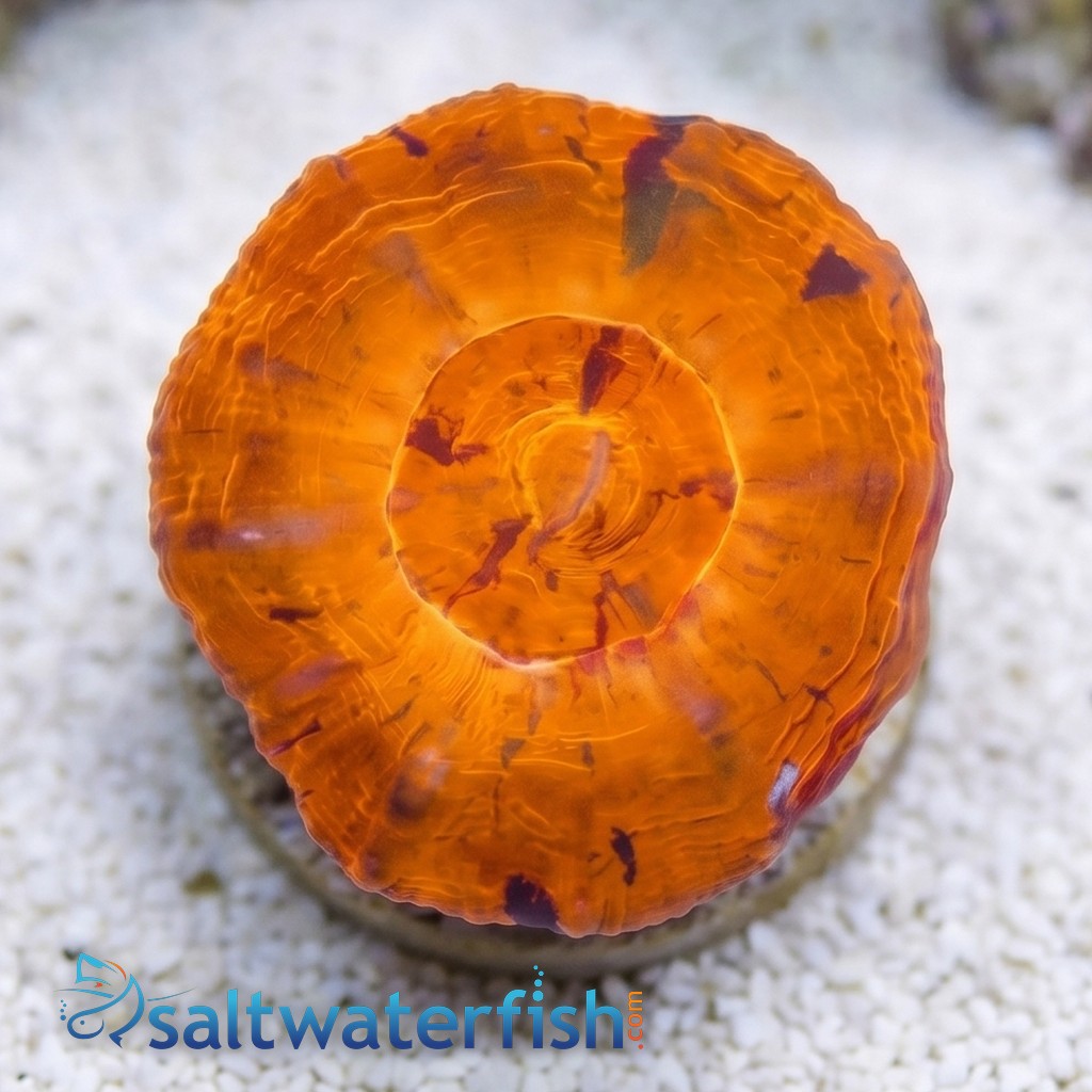 Scoly:Orange - Australia Aquacultured
