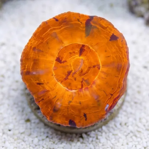 Scoly:Orange - Australia Aquacultured
