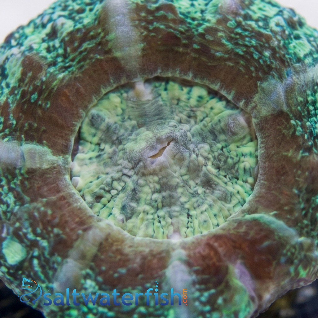 Scoly: Green - Australia Aquacultured