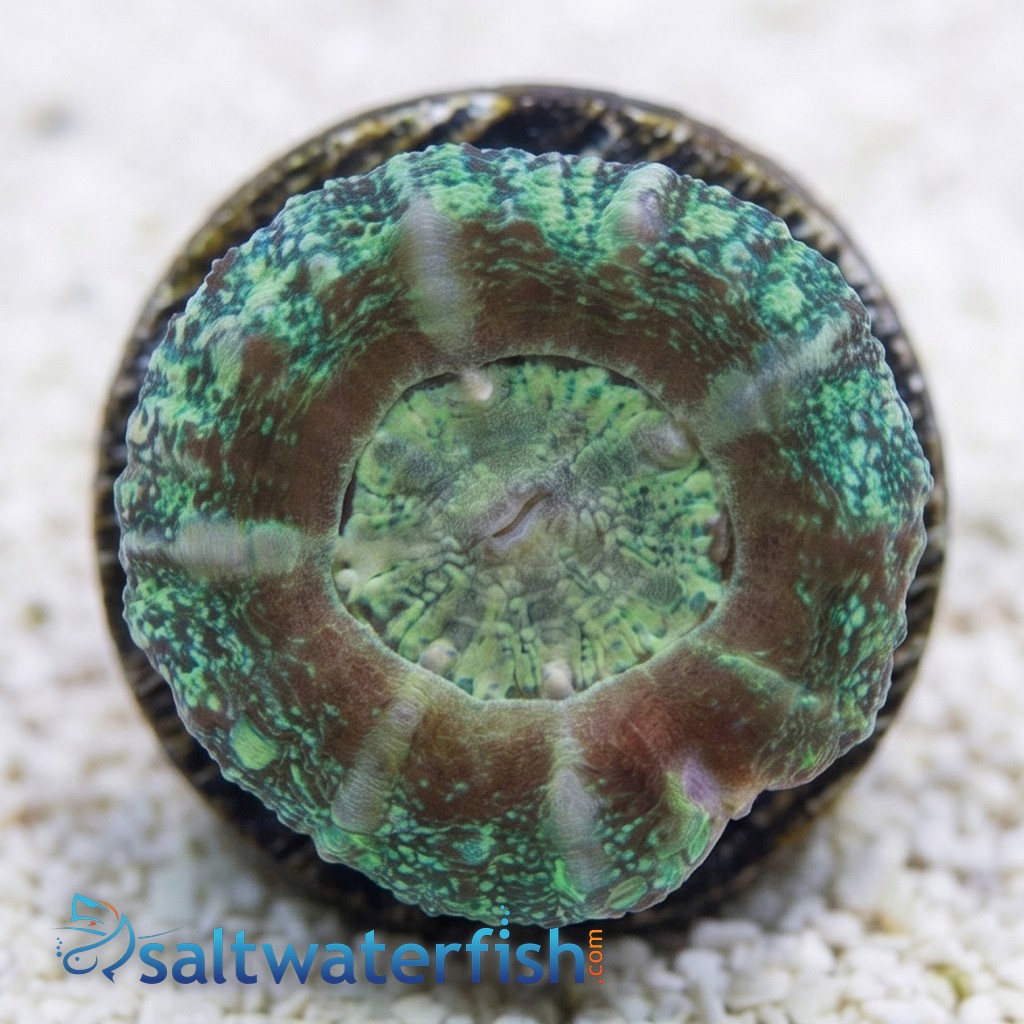 Scoly: Green - Australia Aquacultured