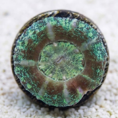 Scoly: Green - Australia Aquacultured