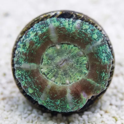 Scoly: Green - Australia Aquacultured