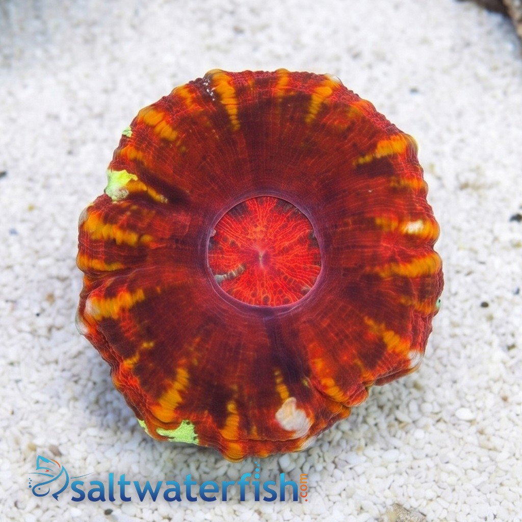 Scoly:Crocodile Red - Australia