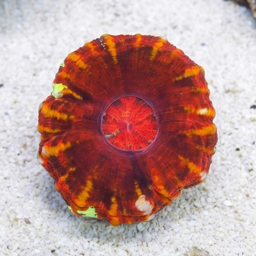 Scoly:Crocodile Red - Australia