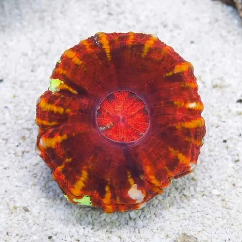 Scoly:Crocodile Red - Australia