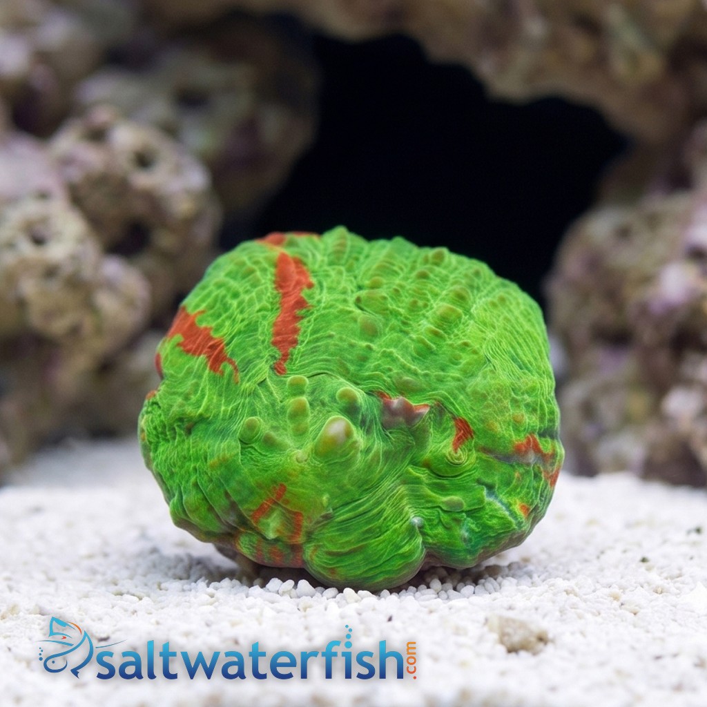 Scolymia Ultra Master -Australia Aquacultured