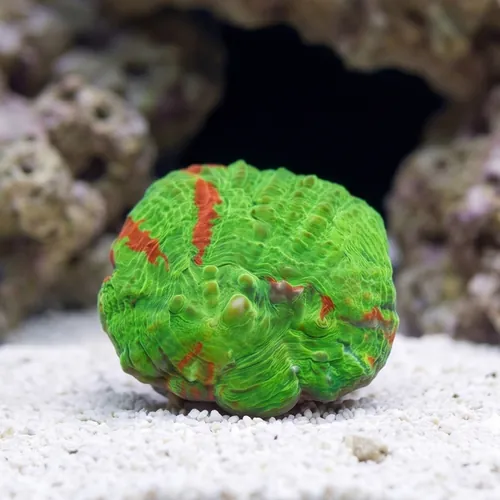 Scolymia Ultra Master -Australia Aquacultured