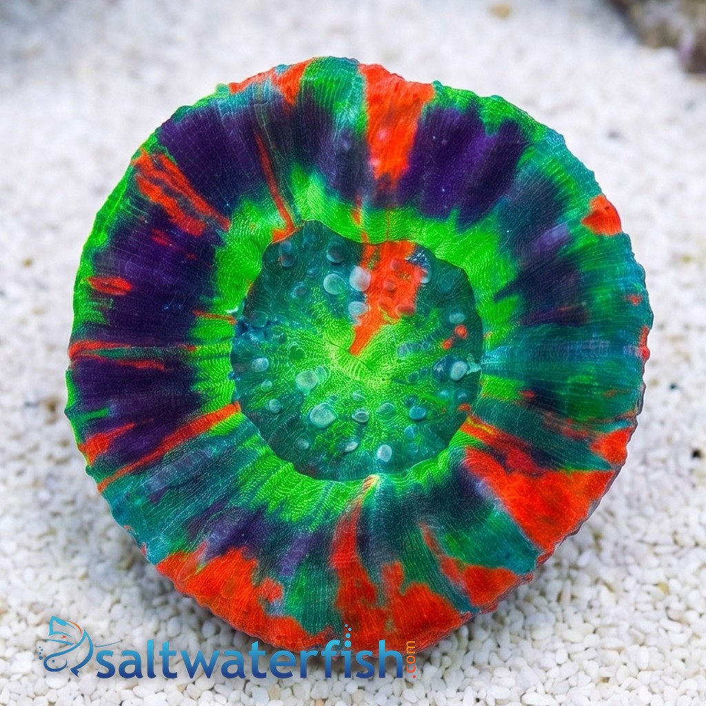Scolymia Ultra Master Australis, Neon Green, Purple Ring w/Orange Stripes