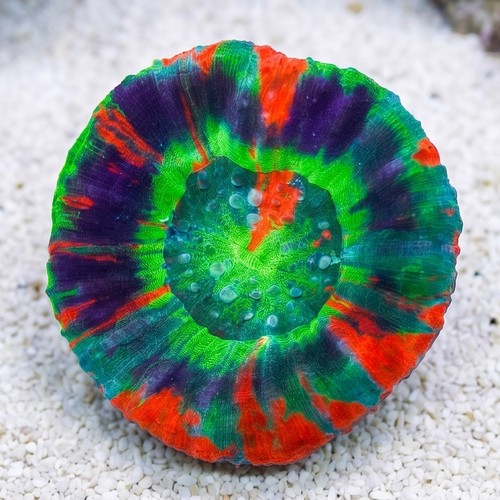 Scolymia Ultra Master Australis, Neon Green, Purple Ring w/Orange Stripes