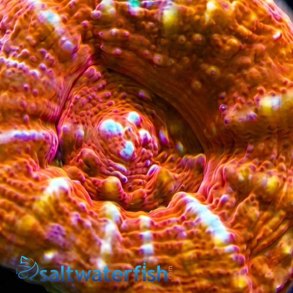 Scolymia Tongan 