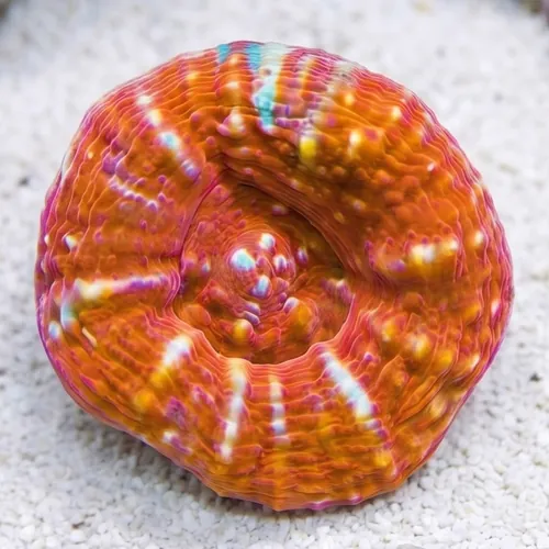 Scolymia Tongan