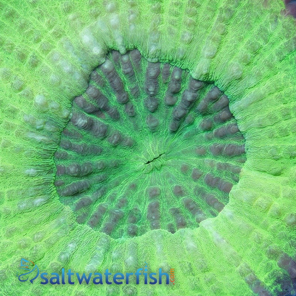 Scolymia Tongan Green 