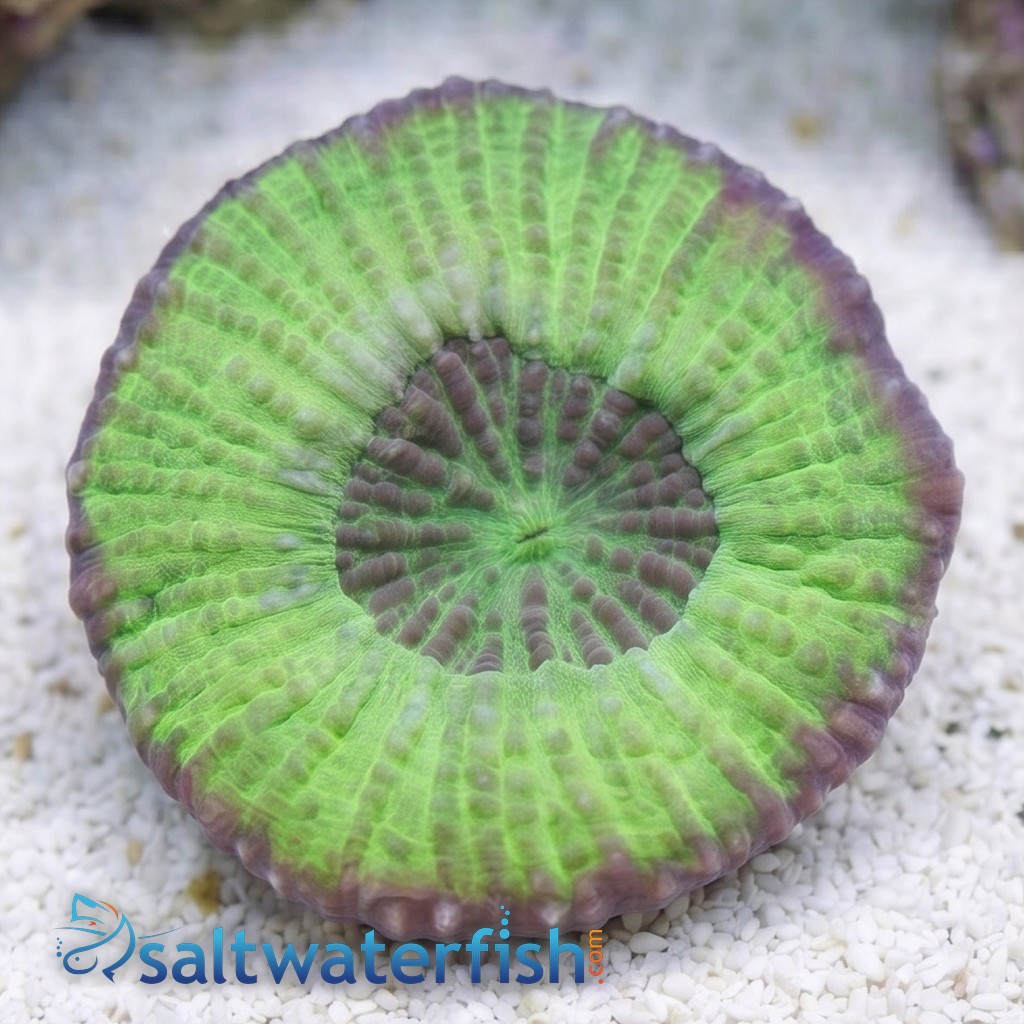 Scolymia Tongan Green 