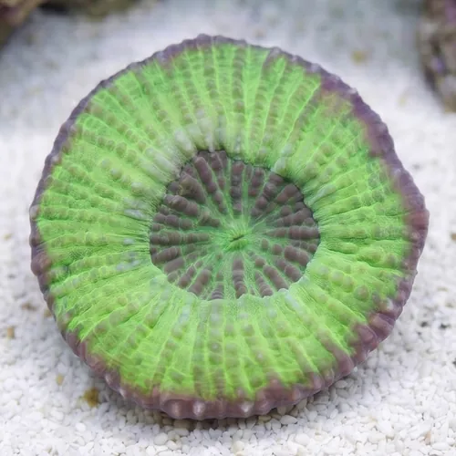 Scolymia Tongan Green