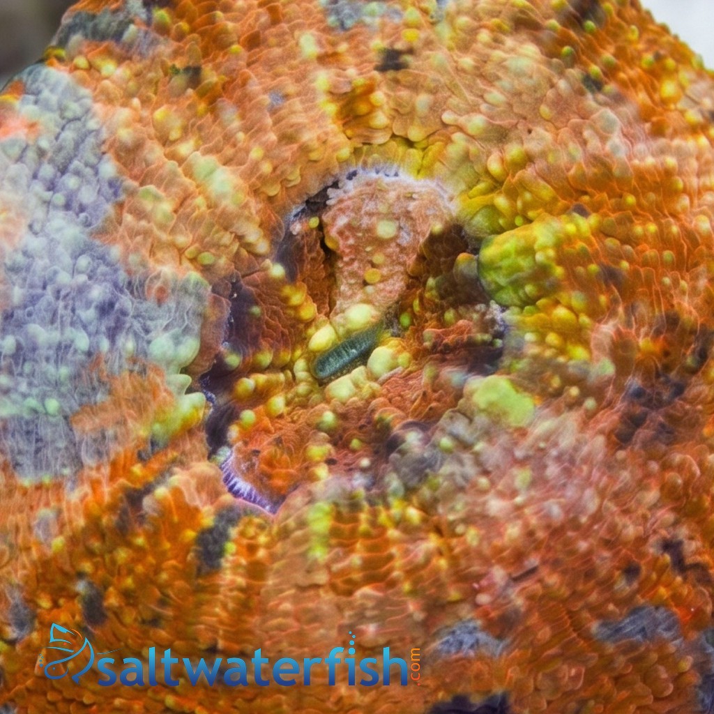 Scolymia Orange