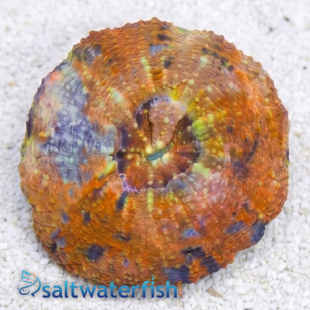 Scolymia Orange