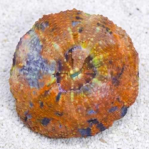 Scolymia Orange