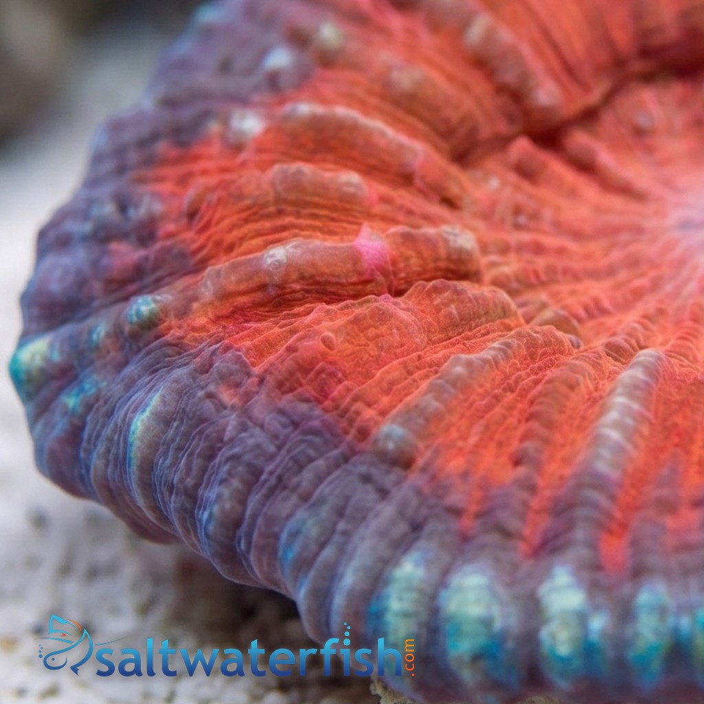 Scolymia Vitiensis Red "Australomussa" - Australia
