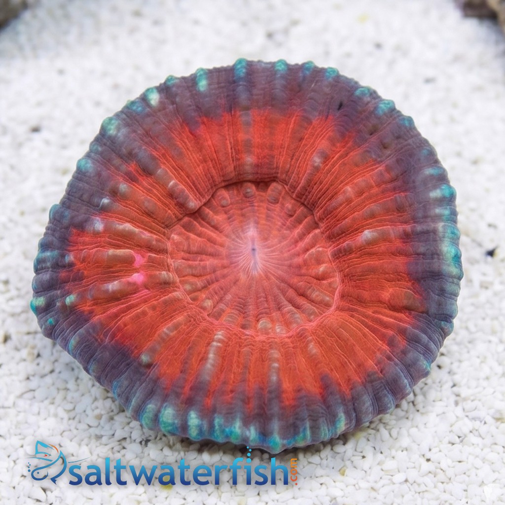 Scolymia Vitiensis Red "Australomussa" - Australia