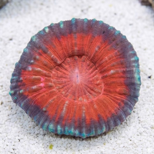 Scolymia Vitiensis Red "Australomussa" - Australia