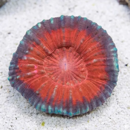 Scolymia Vitiensis Red "Australomussa" - Australia