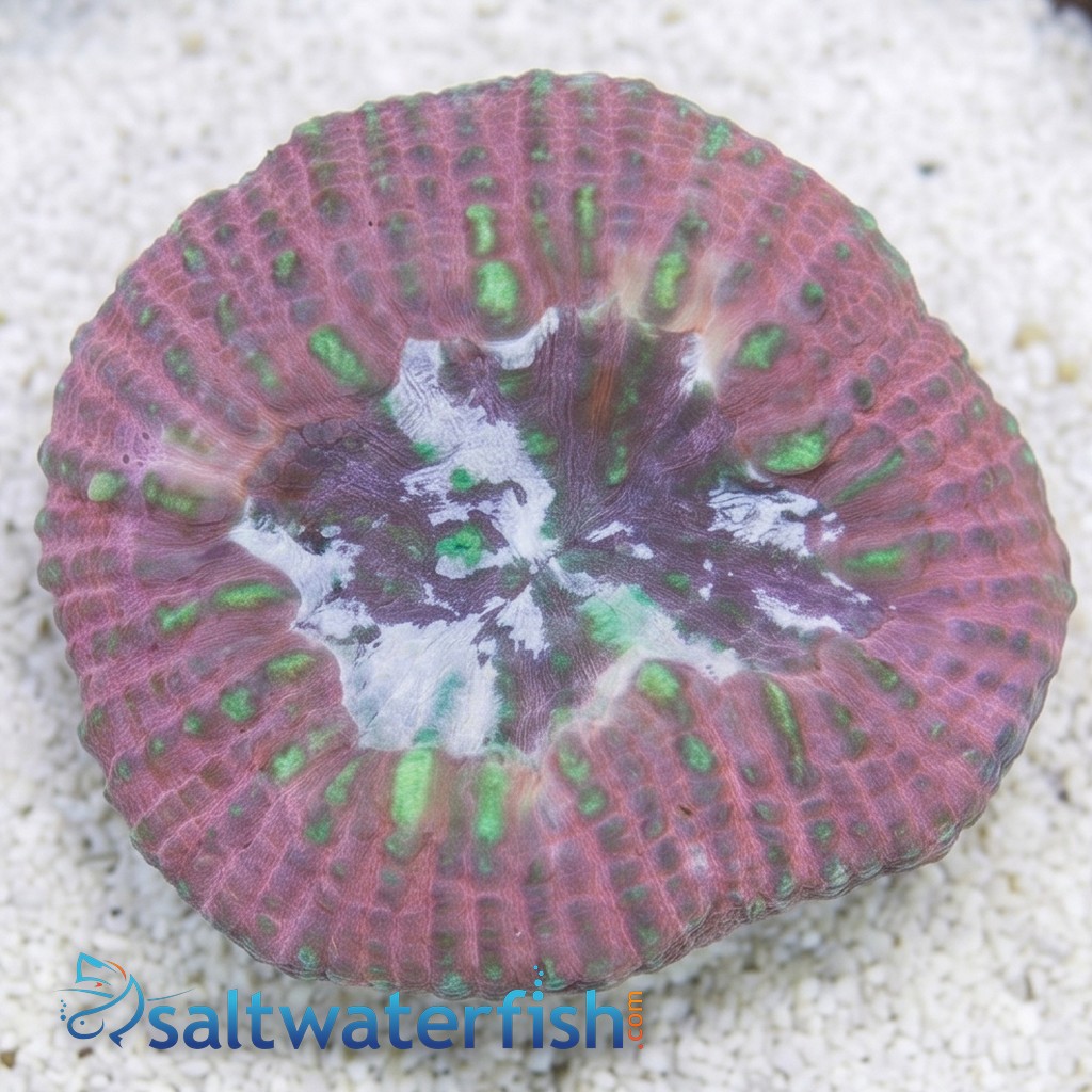 Scolymia Vitiensis Ultra "Australomussa" - Australia