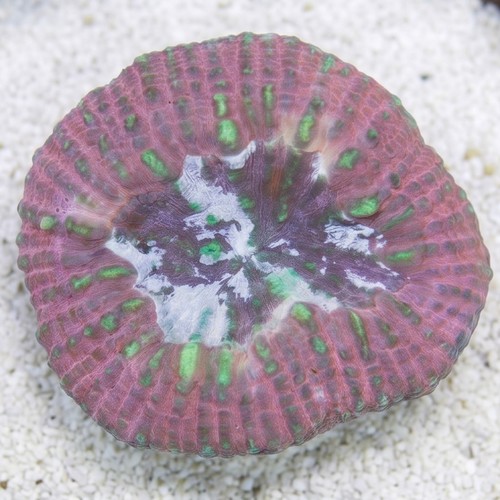 Scolymia Vitiensis Ultra "Australomussa" - Australia