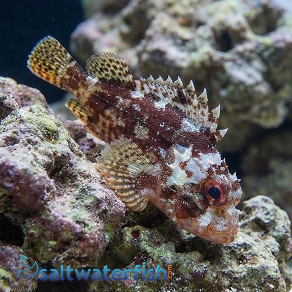 Scorpion Fish