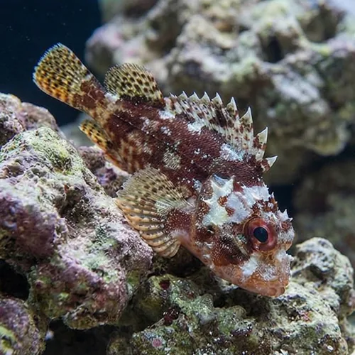 Scorpion Fish