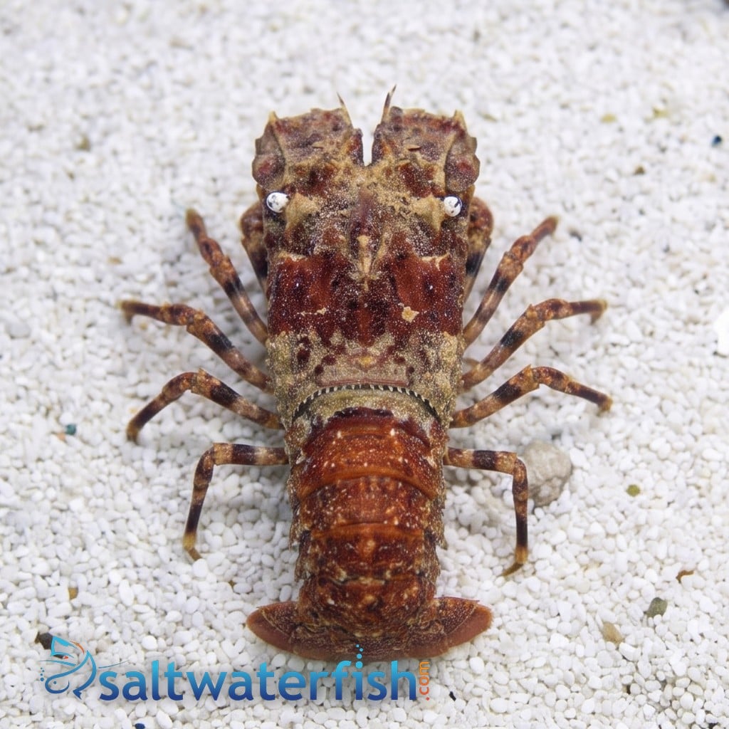 Slipper Lobster Orange