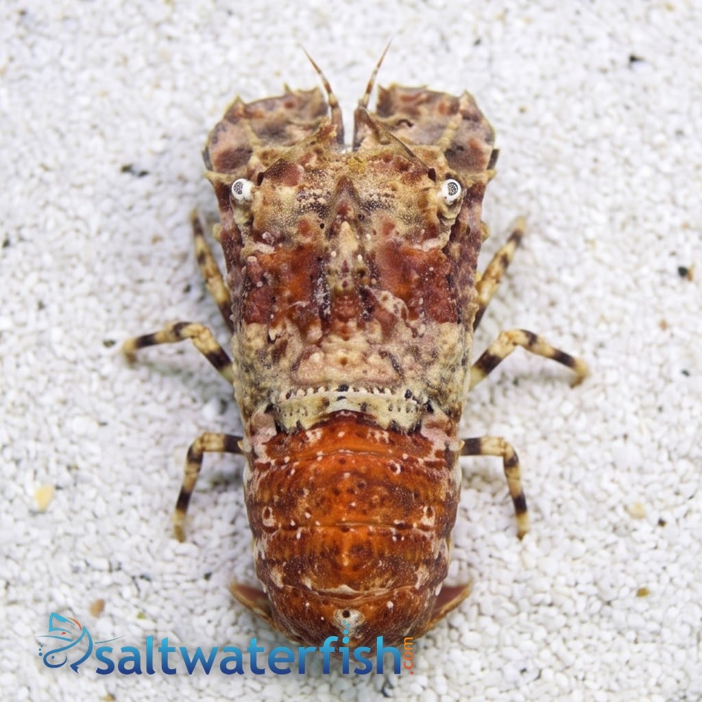 Slipper Lobster Orange