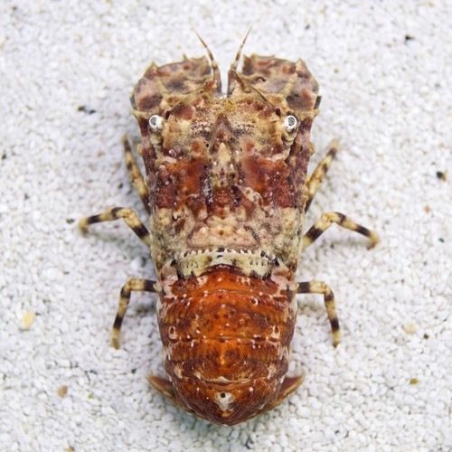 Slipper Lobster Orange - Caribbean