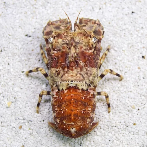 Slipper Lobster Orange