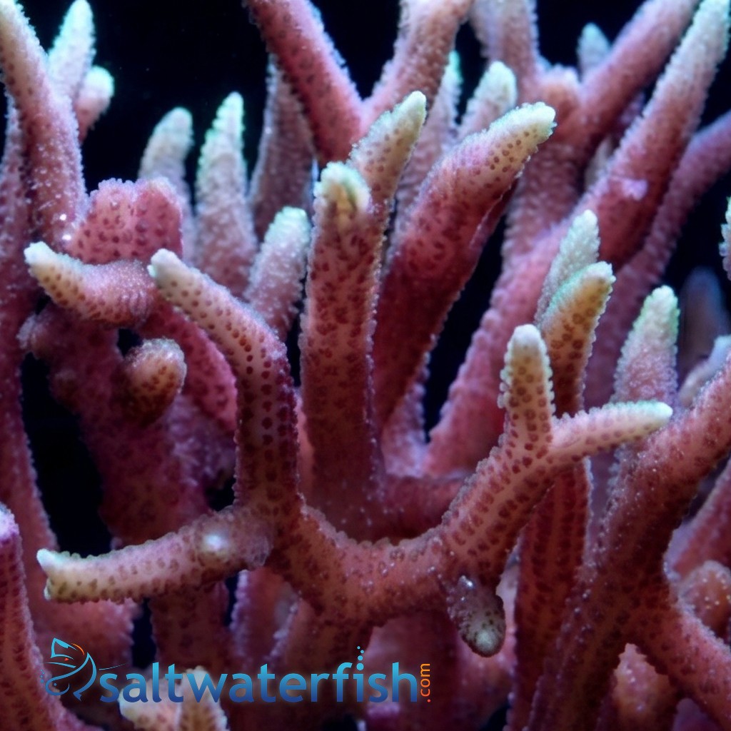 Birdsnest Red/Pink with Yellow - Fiji