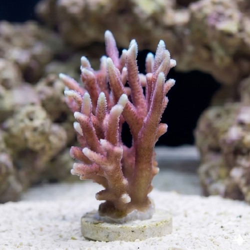 Birdsnest Red/Pink with Yellow - Fiji