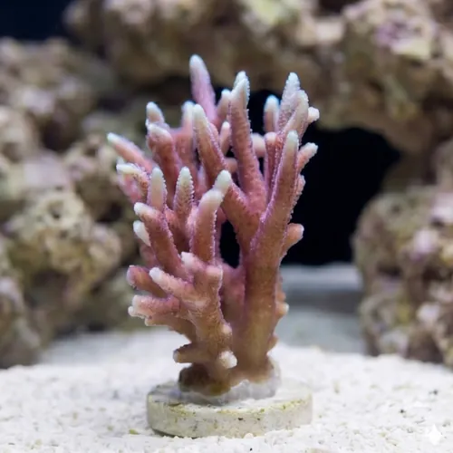 Birdsnest Red/Pink with Yellow - Fiji