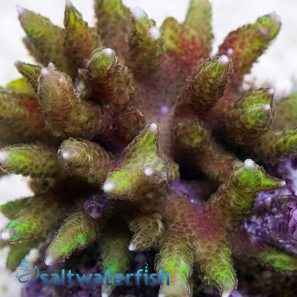Birdsnest: Colored - Aquacultured