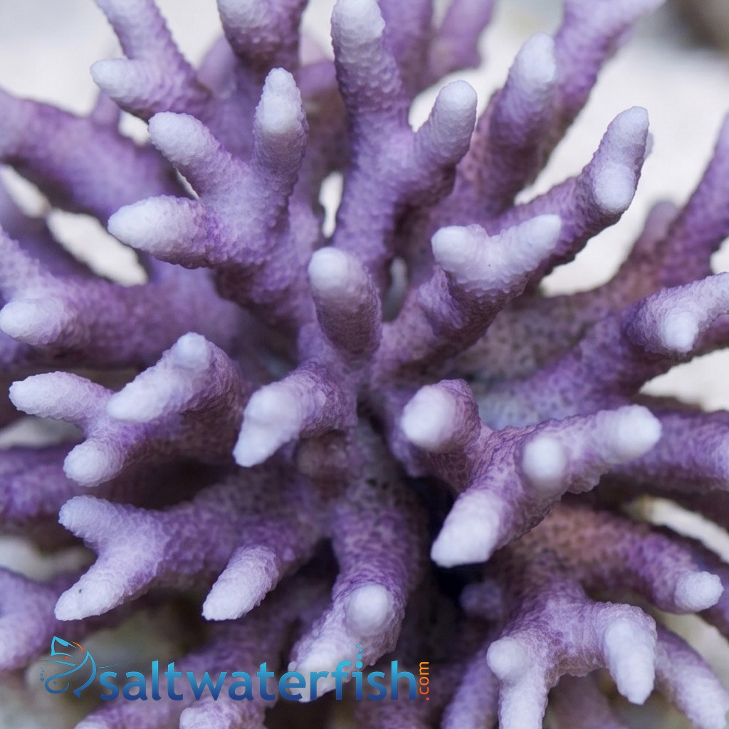 Birdsnest: Red/Pink - Aquacultured