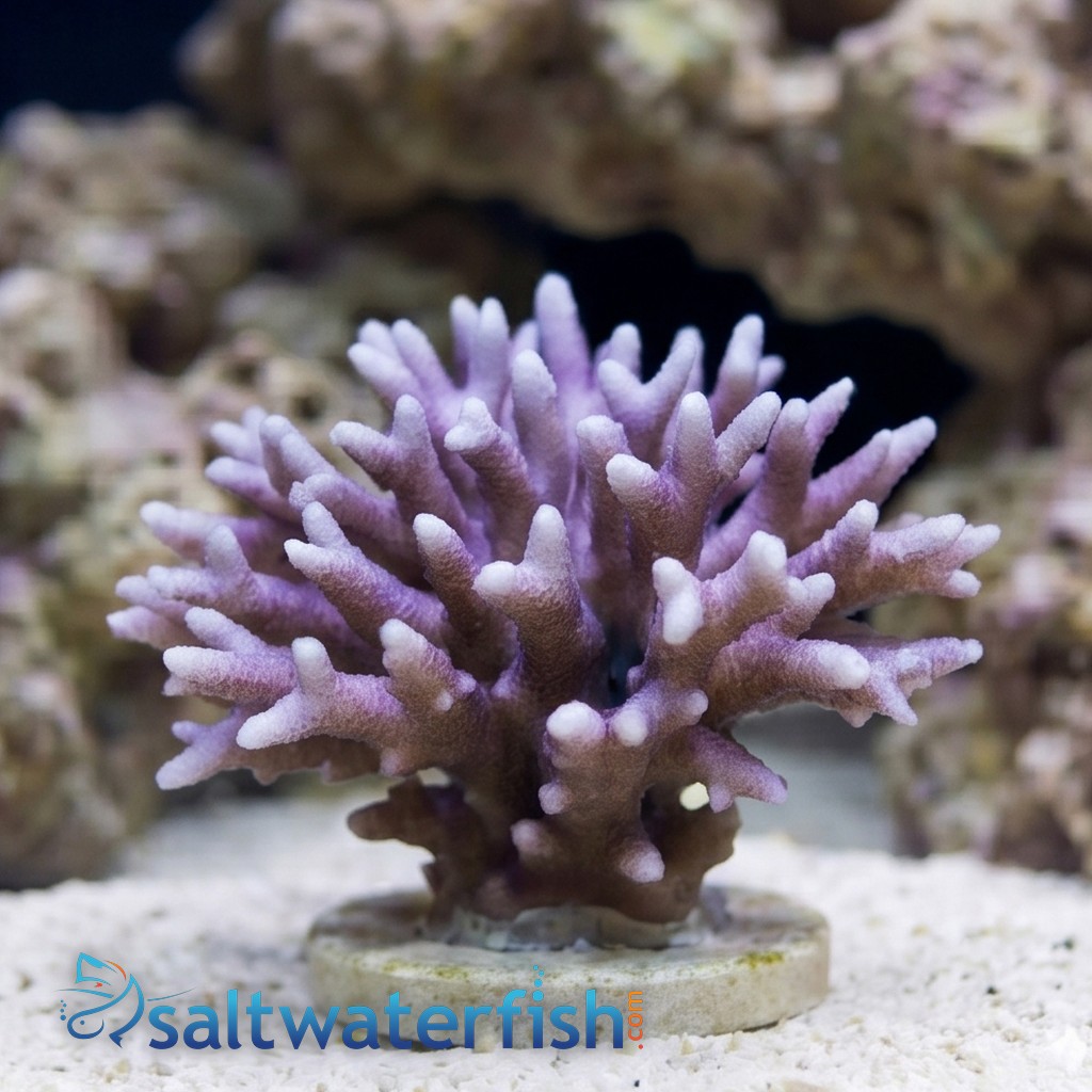 Birdsnest: Red/Pink - Aquacultured