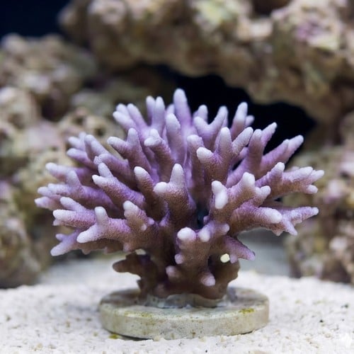 Birdsnest: Red/Pink - Aquacultured