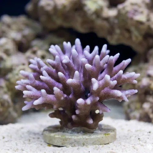Birdsnest: Red/Pink - Aquacultured