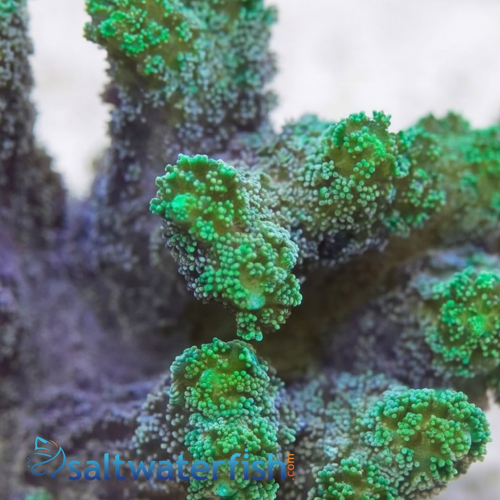 Birdsnest: Neon Green - Aquacultured